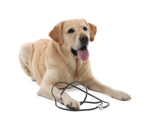 Photo of Naughty Labrador Retriever dog near damaged electrical wire on white background