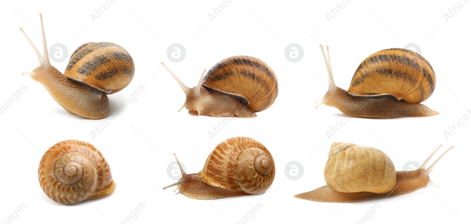 Image of Collection of common garden snails on white background. Banner design 