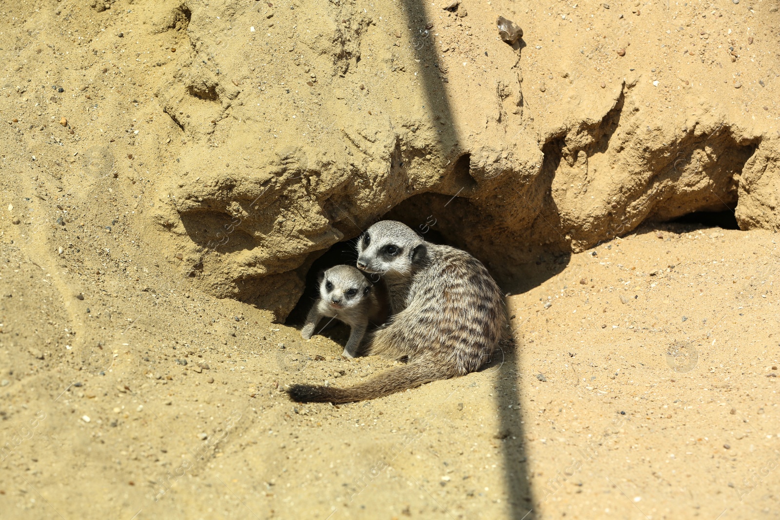 Photo of Cute meerkats at enclosure in zoo on sunny day