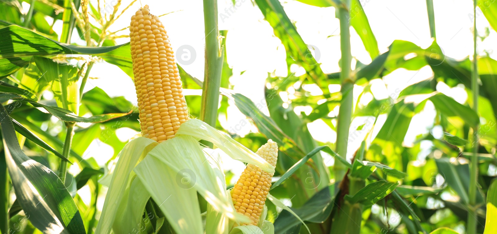 Image of Ripe corn cobs in field on sunny day, space for text. Banner design