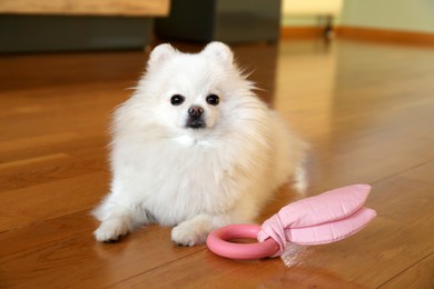 Photo of Cute fluffy Pomeranian dog with toy indoors. Lovely pet
