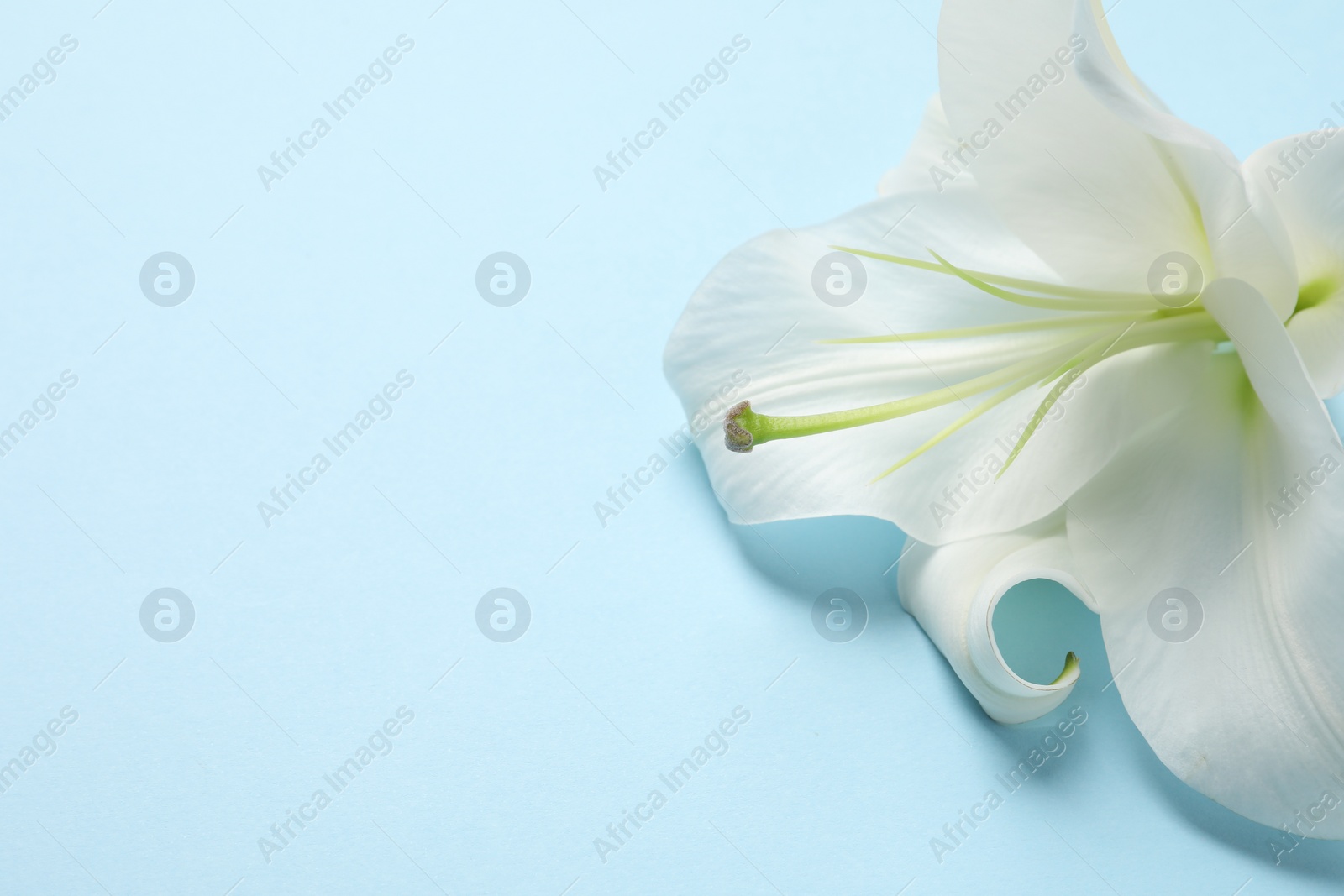 Photo of Beautiful white lily flower on light blue background, closeup. Space for text