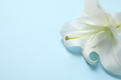 Beautiful white lily flower on light blue background, closeup. Space for text