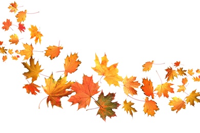 Image of Many autumn leaves moving by gust wind on white background