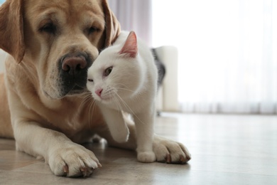 Photo of Adorable dog and cat together on floor indoors, closeup with space for text. Friends forever