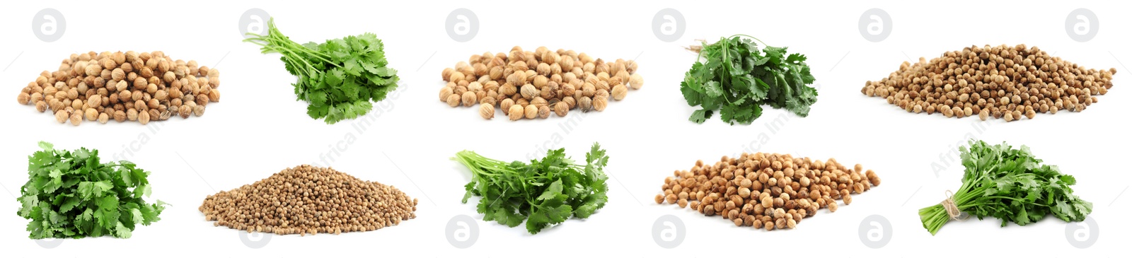 Image of Set with fresh green coriander leaves and dried seeds on white background. Banner design