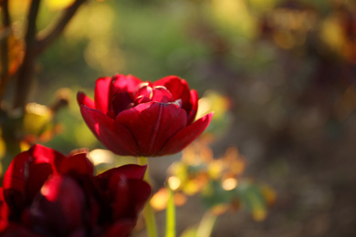 Photo of Beautiful blossoming red tulip outdoors on sunny spring day