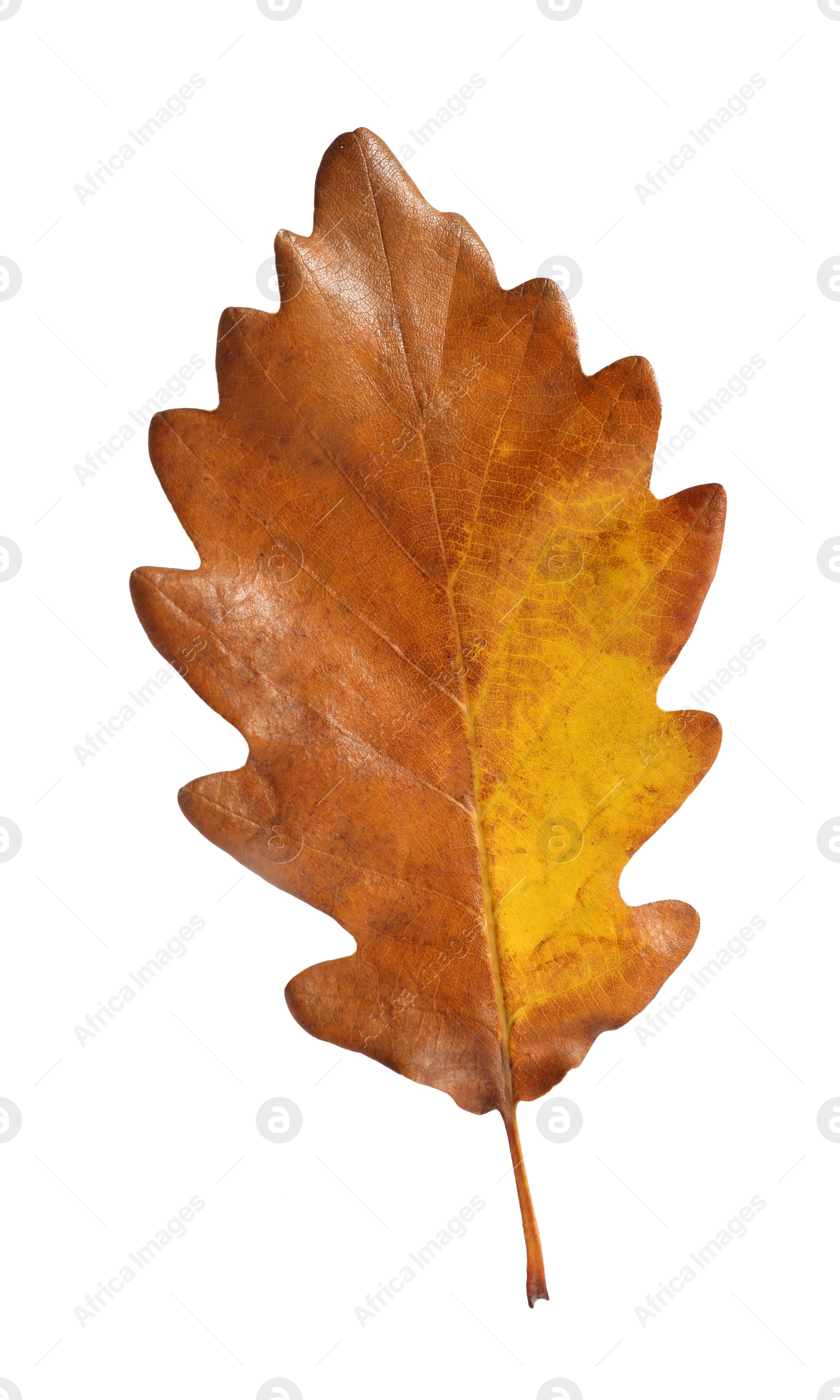 Photo of One oak leaf isolated on white. Autumn season