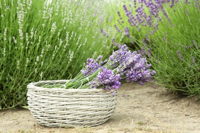 Photo of Wicker basket with beautiful lavender flowers in field