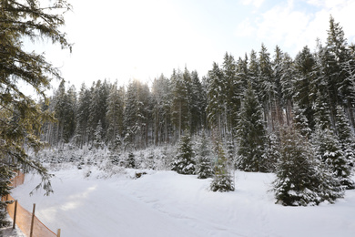 Photo of Picturesque landscape with snowy forest on sunny in winter