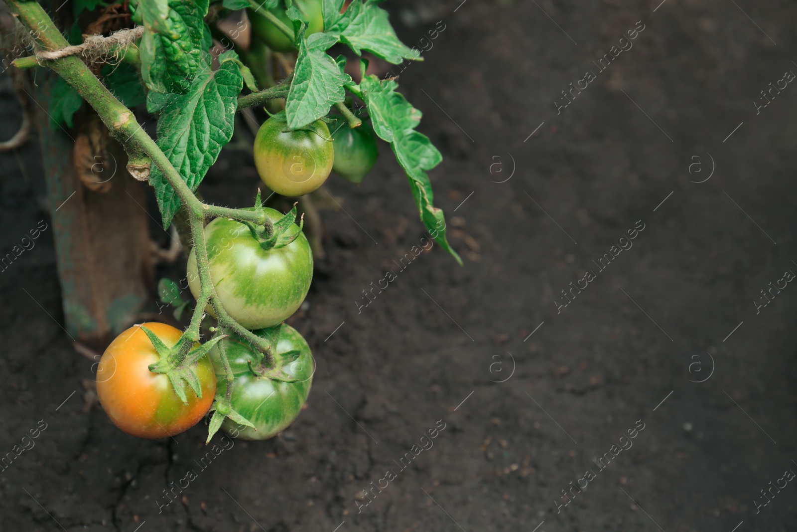 Photo of Green plant with ripening tomatoes in garden. Space for text