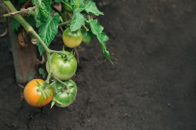 Photo of Green plant with ripening tomatoes in garden. Space for text