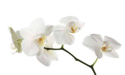 Branch with beautiful orchid flowers on white background. Tropical plant