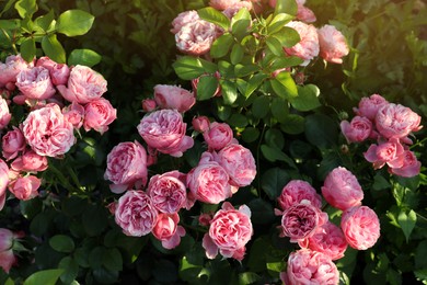 Photo of Beautiful blooming pink roses on bush outdoors