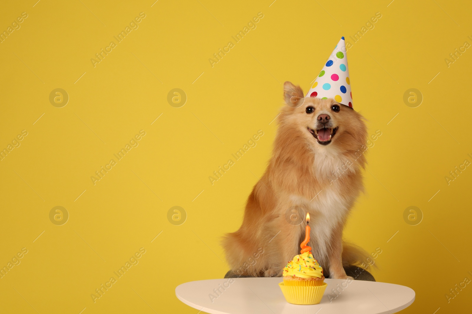 Photo of Cute dog wearing party hat at table with delicious birthday cupcake on yellow background. Space for text