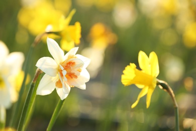 Photo of Fresh beautiful narcissus flower in field on sunny day