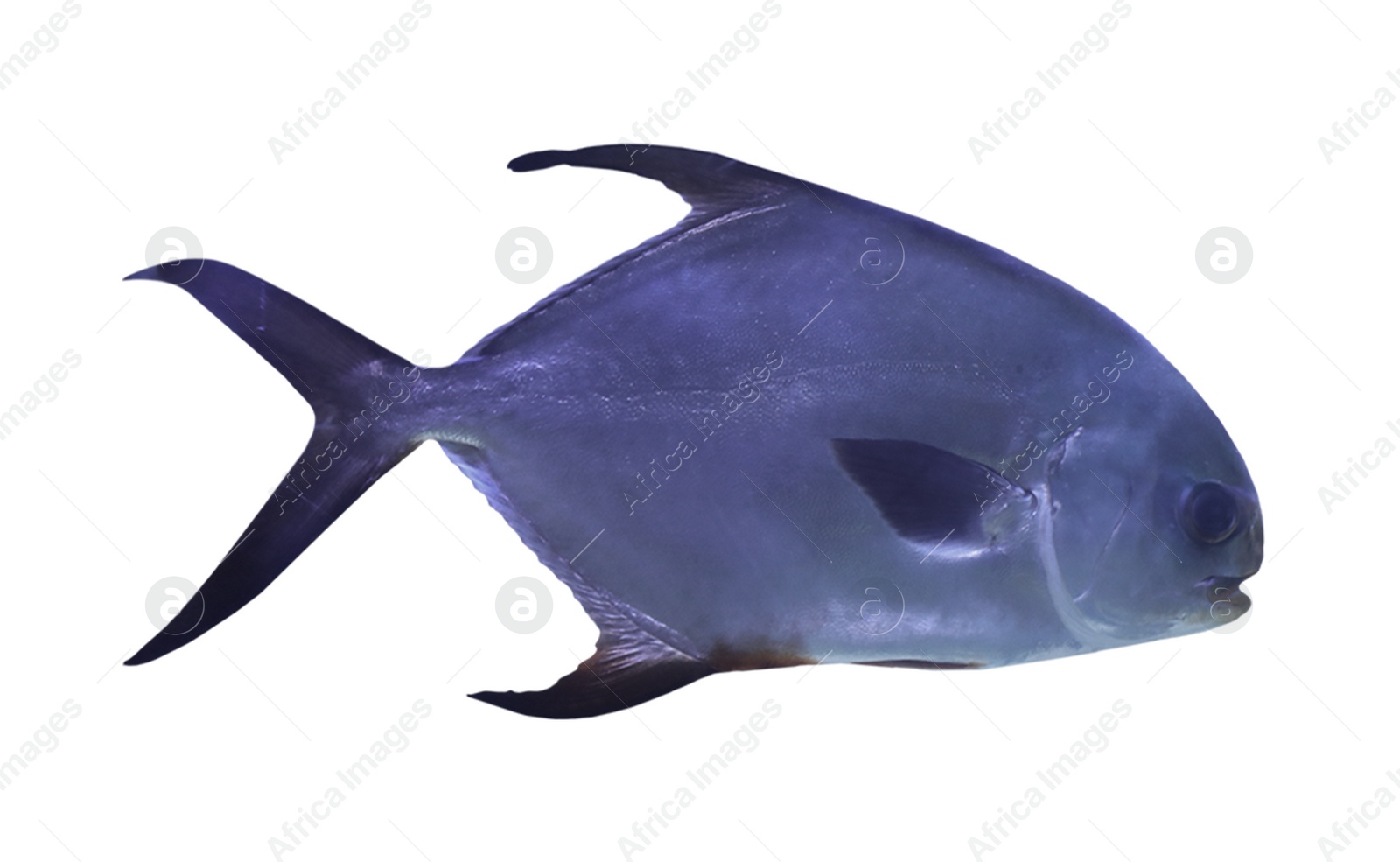 Image of Beautiful tropical palometa fish on white background