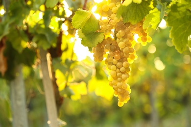 Photo of Bunch of fresh ripe juicy grapes against blurred background