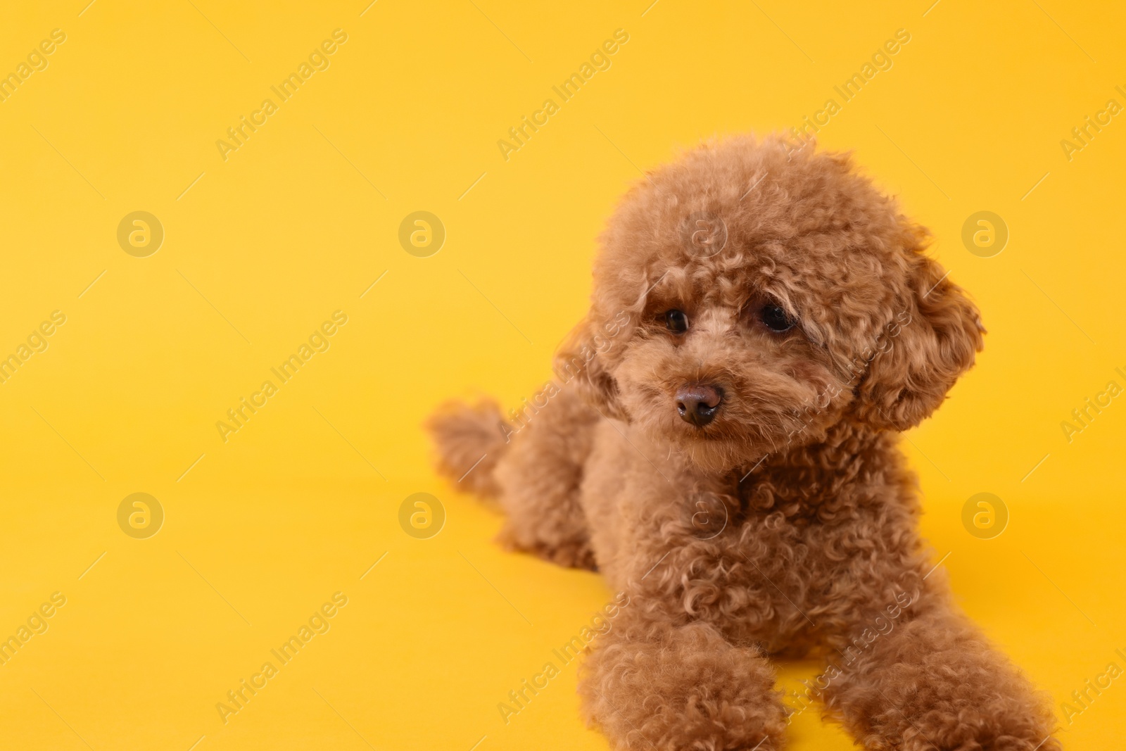 Photo of Cute Maltipoo dog on orange background, space for text. Lovely pet