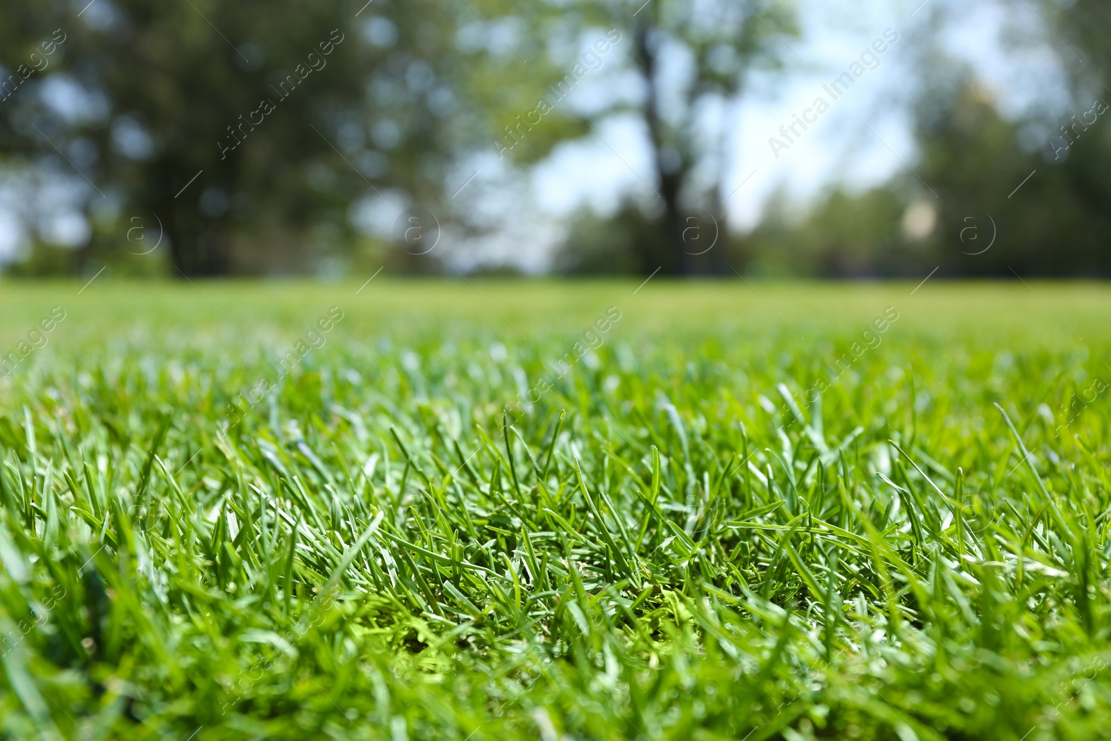 Photo of Green lawn with fresh grass outdoors, closeup