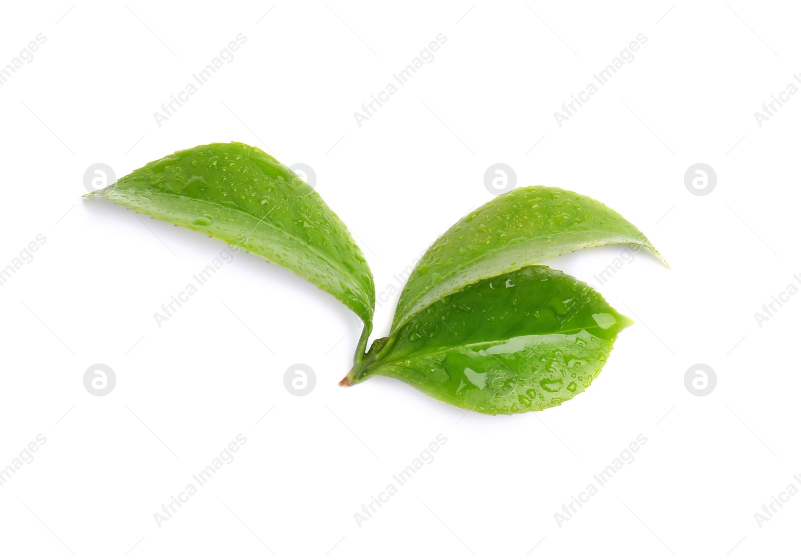 Photo of Green leaves of tea plant on white background