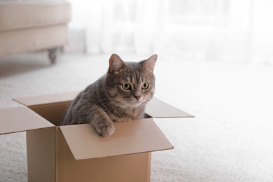 Cute grey tabby cat in cardboard box on floor at home