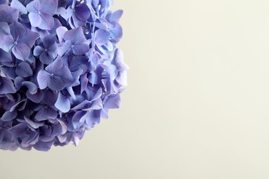 Photo of Beautiful lilac hortensia flowers on light background. Space for text