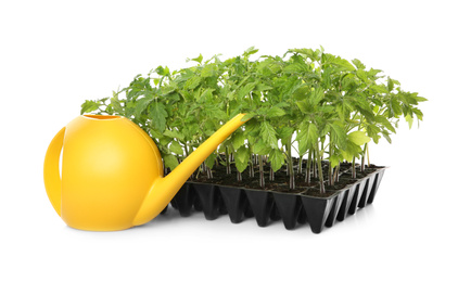 Photo of Watering can and green tomato plants in seedling tray isolated on white