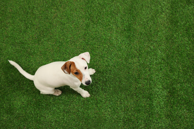 Photo of Cute Jack Russel Terrier on green grass, top view with space for text. Lovely dog