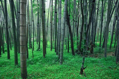 Photo of Picturesque view of beautiful bamboo forest. Tropical plants