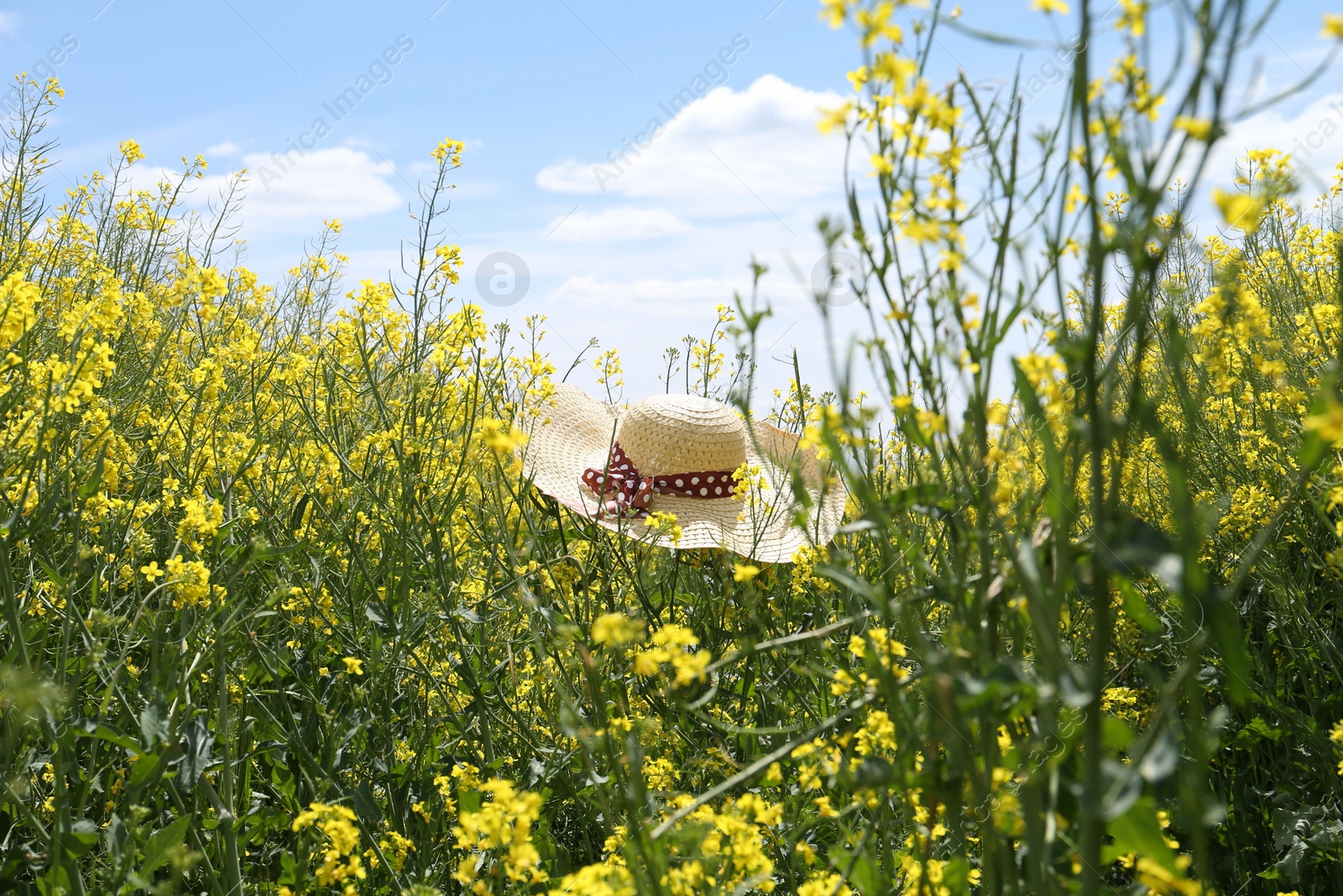 Photo of Field with beautiful blooming rapeseed flowers and hat under blue sky