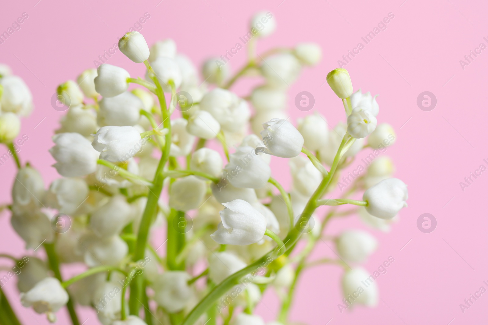Photo of Beautiful lily of the valley flowers on pink background, closeup