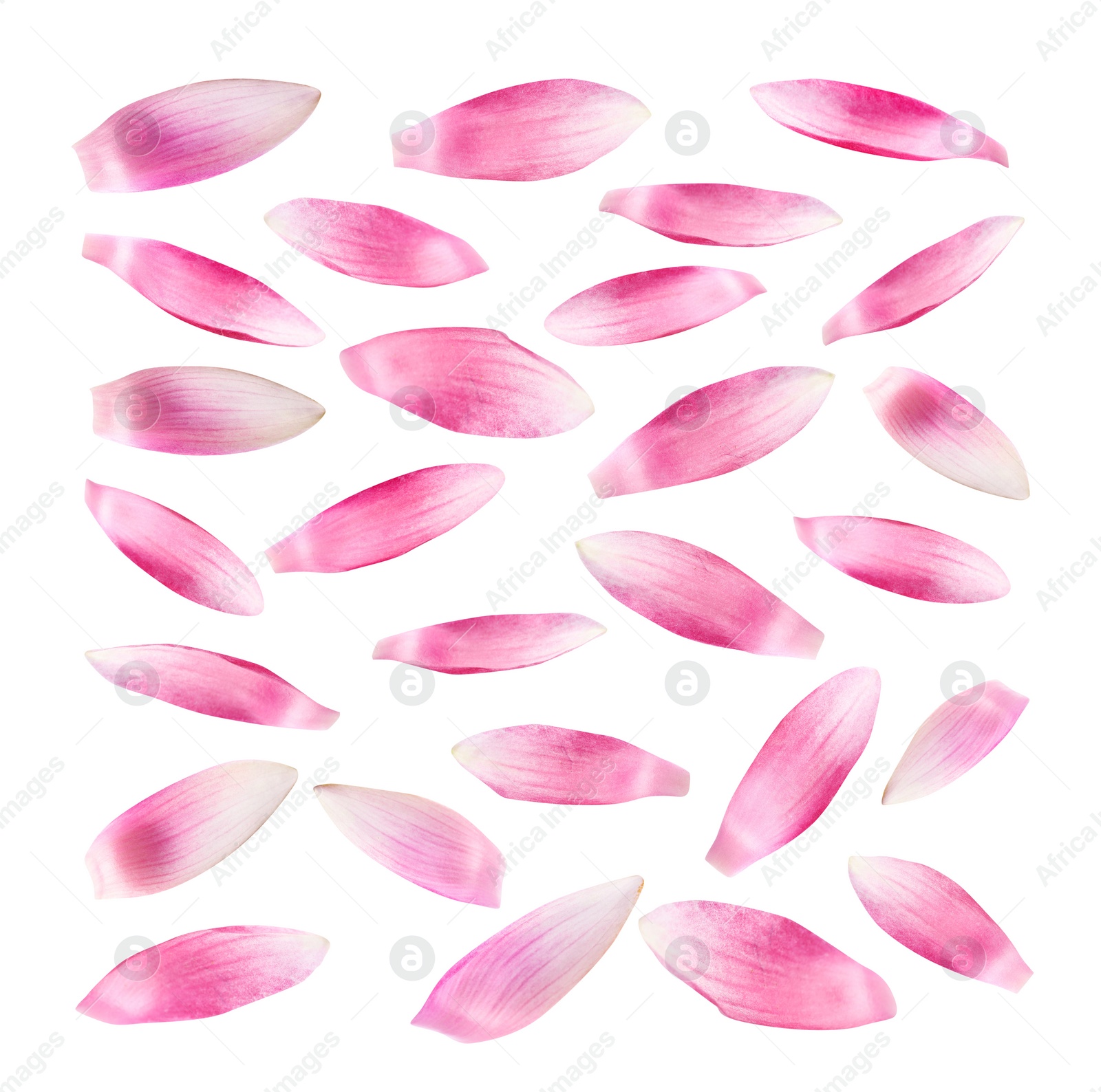 Image of Set of beautiful pink lotus flower petals on white background