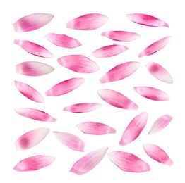 Image of Set of beautiful pink lotus flower petals on white background