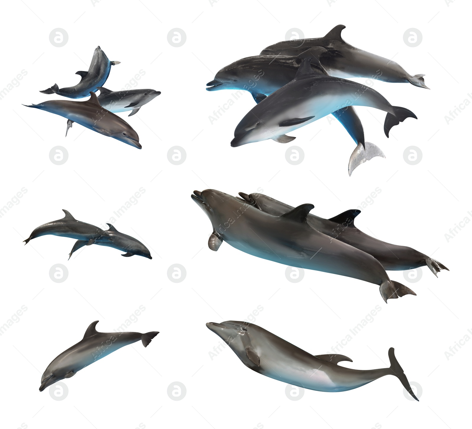 Image of Beautiful grey bottlenose dolphins on white background, collage