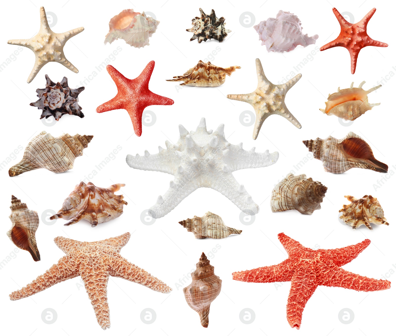 Image of Collection of different beautiful sea stars and shells on white background