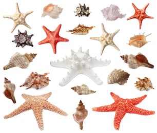 Image of Collection of different beautiful sea stars and shells on white background