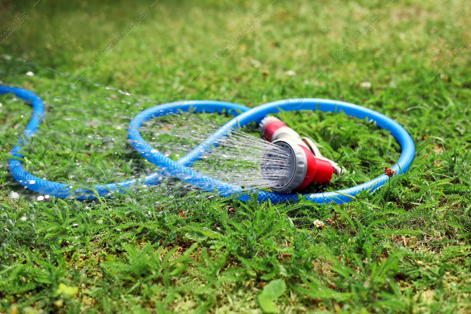 Photo of Water spraying from hose on green grass outdoors