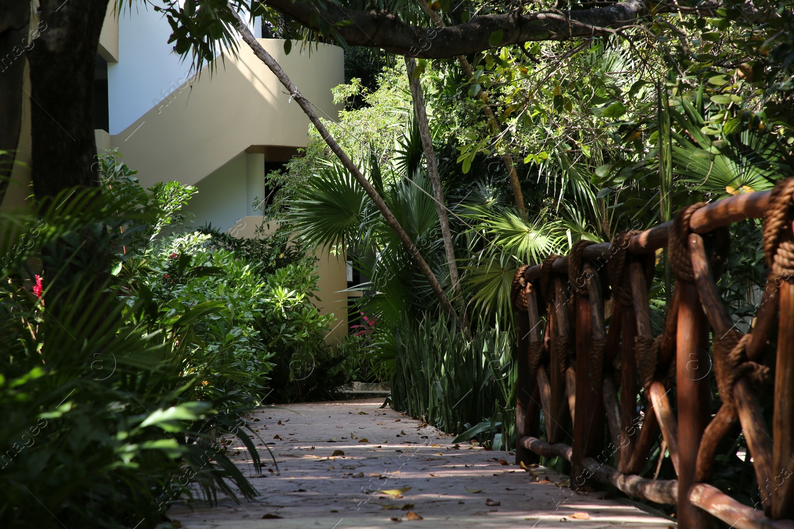 Photo of Wooden railing and beautiful exotic plants growing in tropical jungle on sunny day