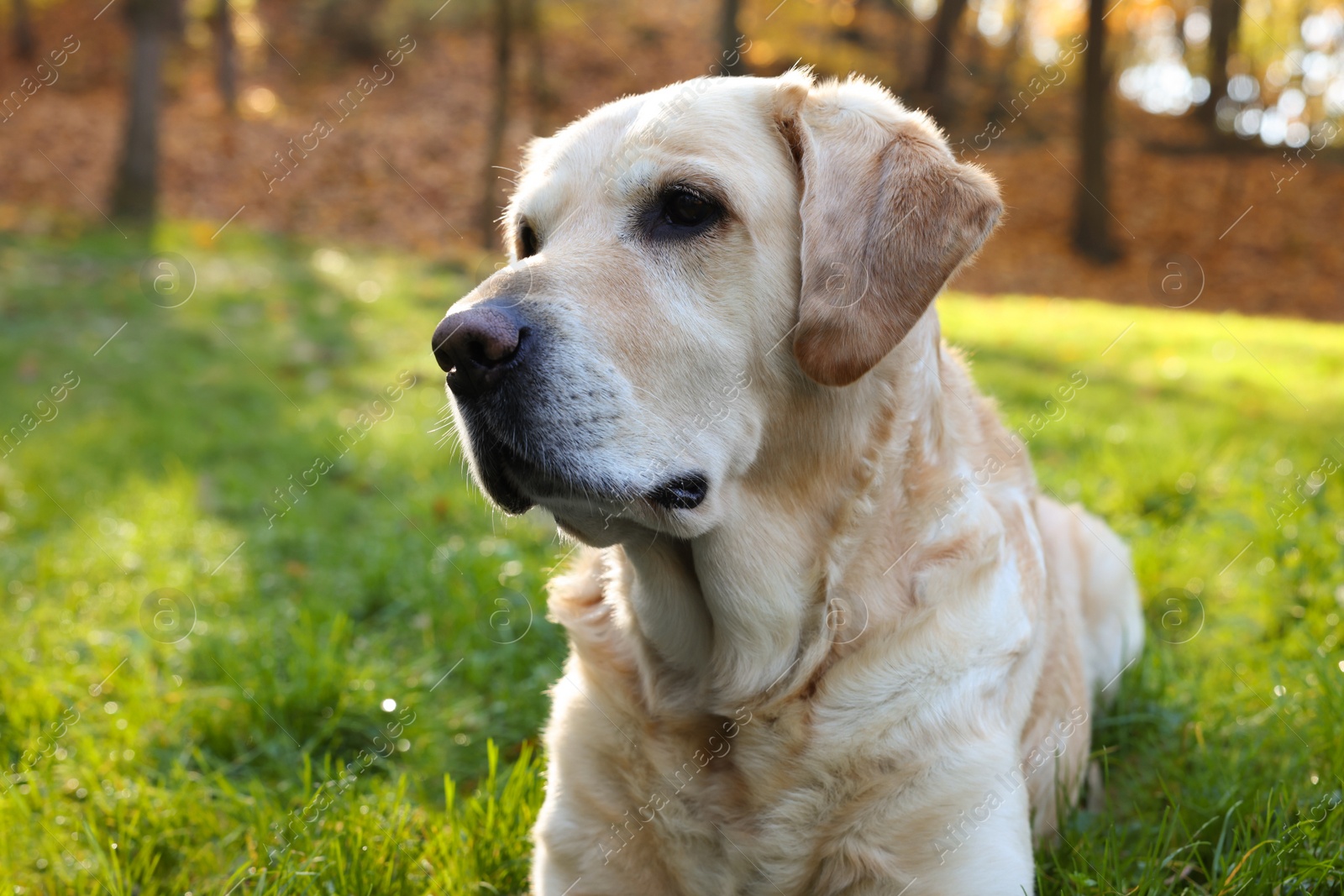 Photo of Cute Labrador Retriever dog on green grass in sunny autumn park, closeup