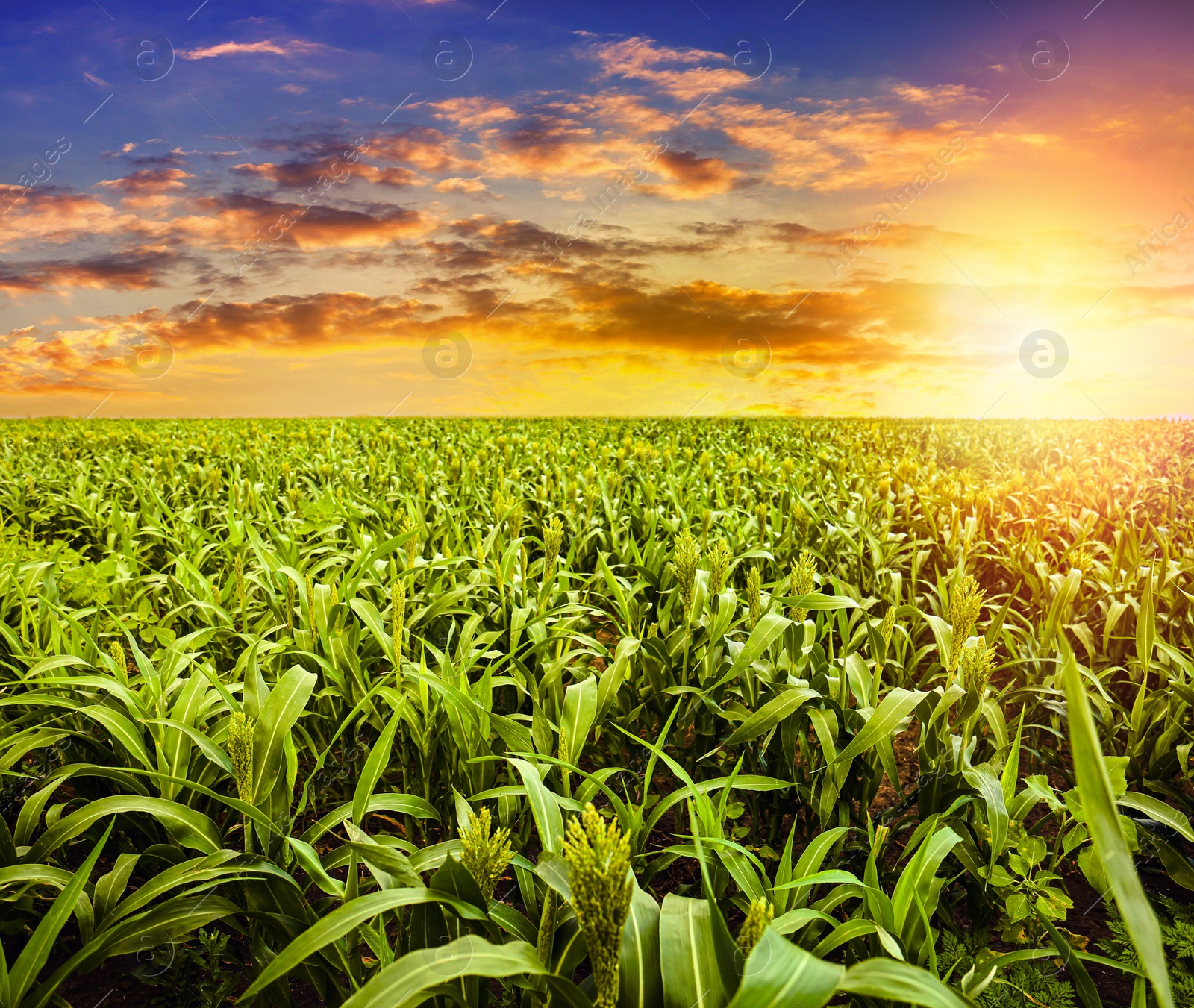 Image of Corn field under beautiful sky with sun