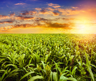 Image of Corn field under beautiful sky with sun