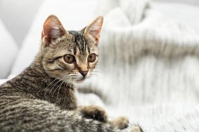 Photo of Grey tabby cat on knitted blanket. Adorable pet