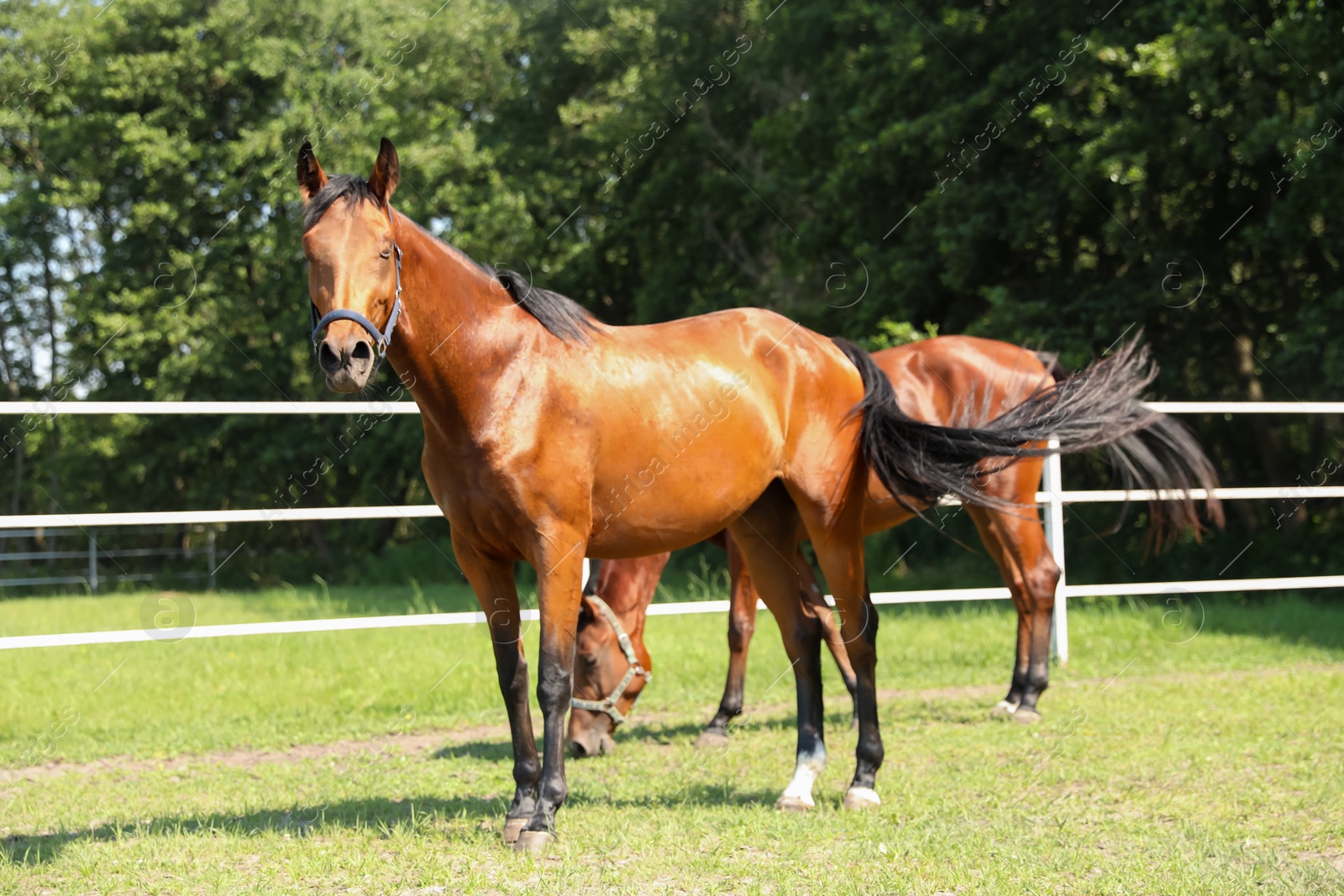 Photo of Bay horses in paddock on sunny day. Beautiful pets