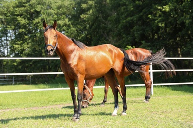 Bay horses in paddock on sunny day. Beautiful pets