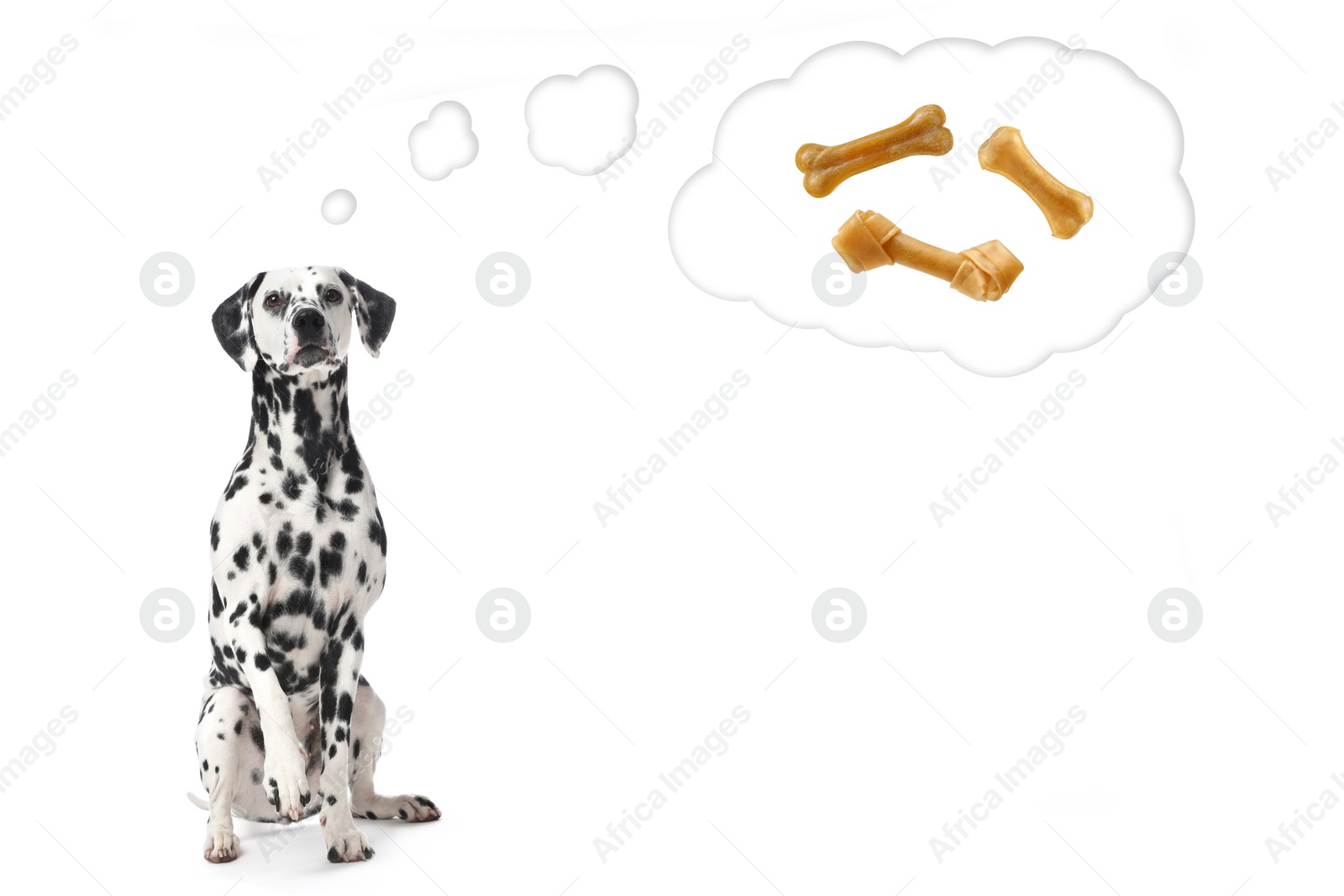 Image of Dreaming about treat. Cute Dalmatian dog and thought cloud with chew bones on white background