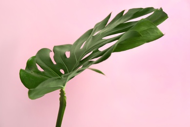 Beautiful monstera leaf on pink background. Tropical plant