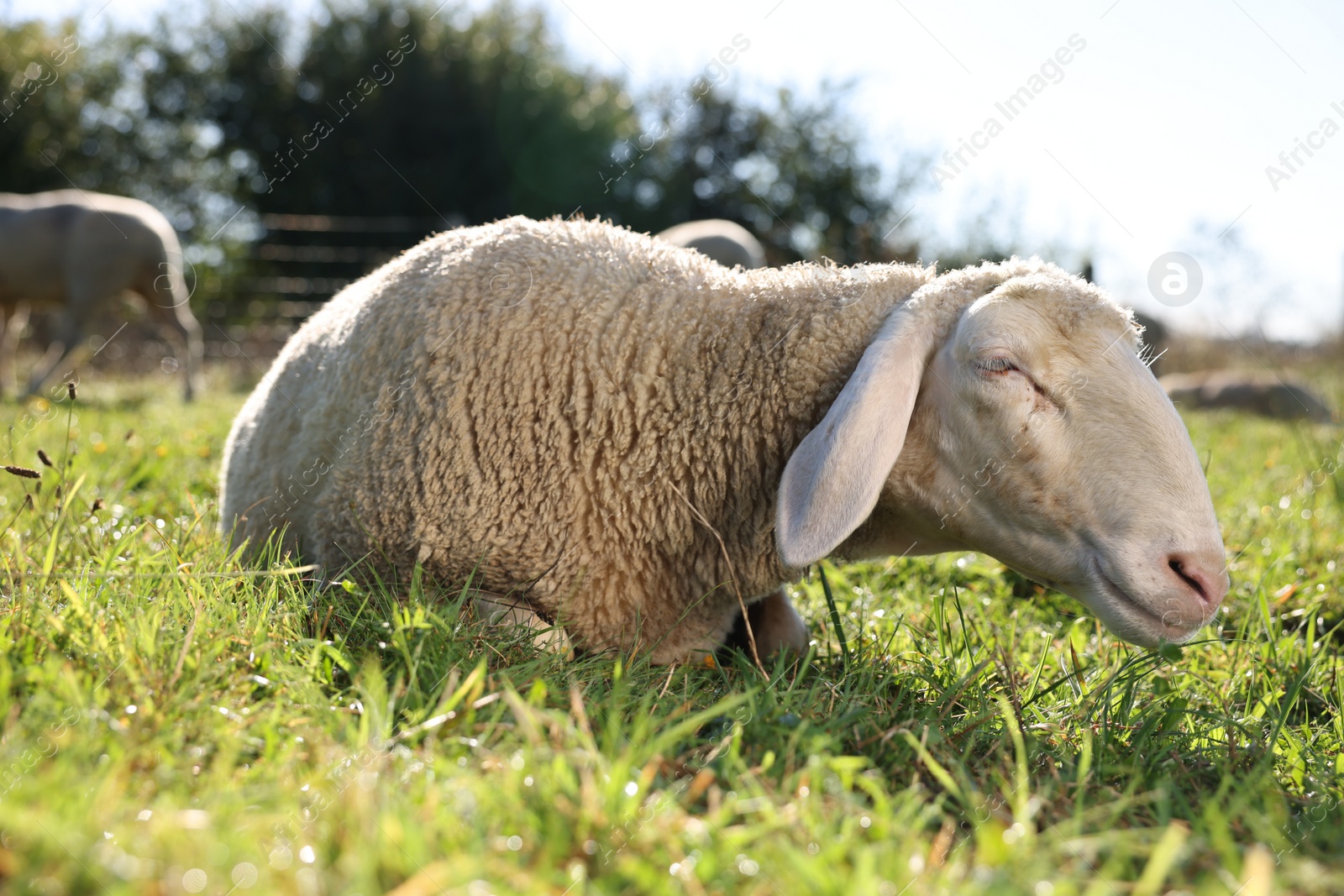 Photo of Cute sheep grazing outdoors on sunny day. Farm animal