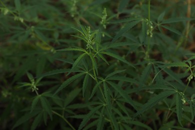 Photo of Green organic hemp growing outdoors, closeup view