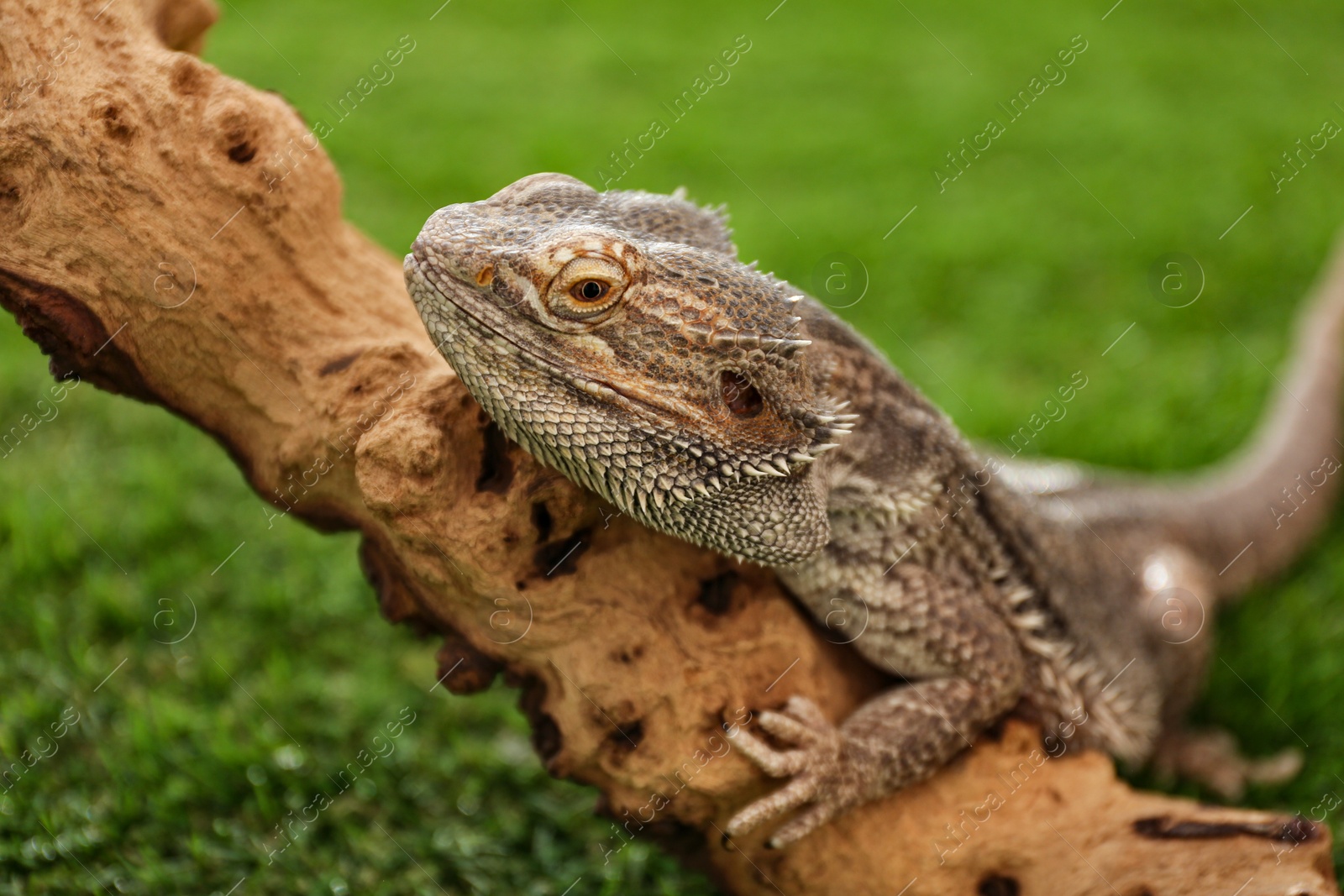 Photo of Bearded lizard (Pogona barbata) on tree branch. Exotic pet